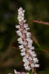 Largeflower jointweed